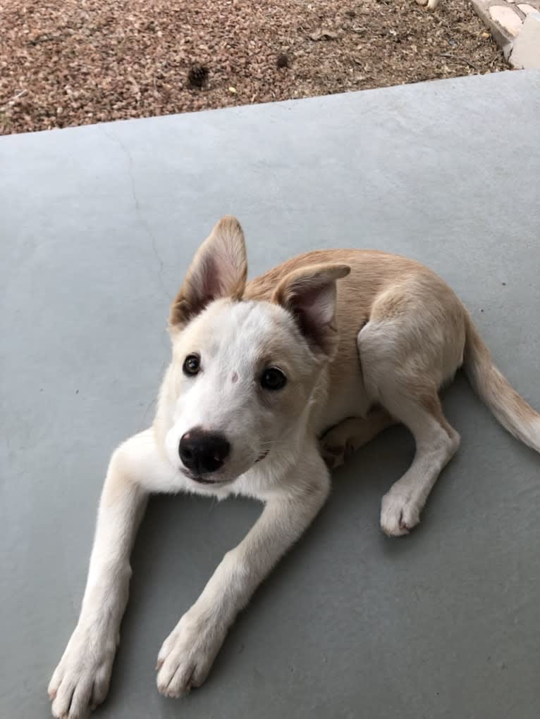 Kiva, a Border Collie and Australian Cattle Dog mix tested with EmbarkVet.com