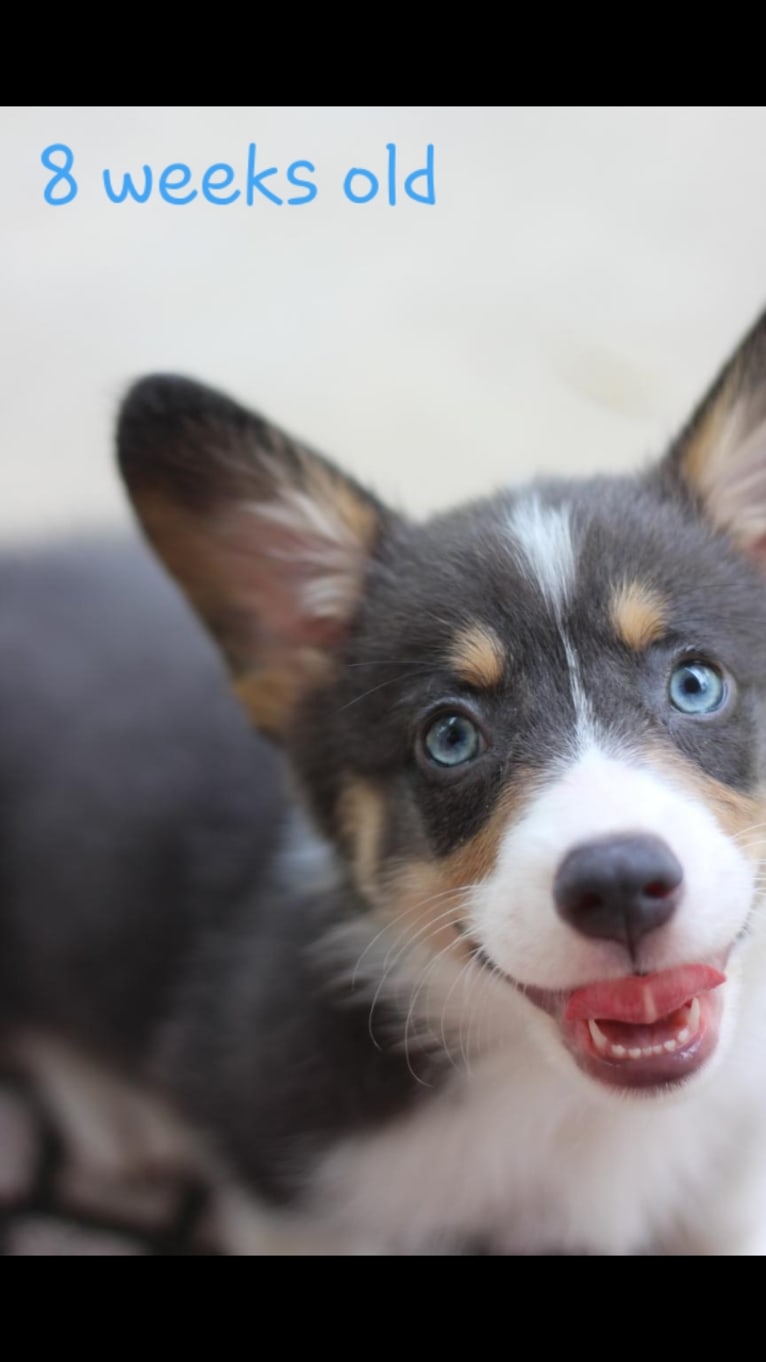 Butterball, a Pembroke Welsh Corgi tested with EmbarkVet.com