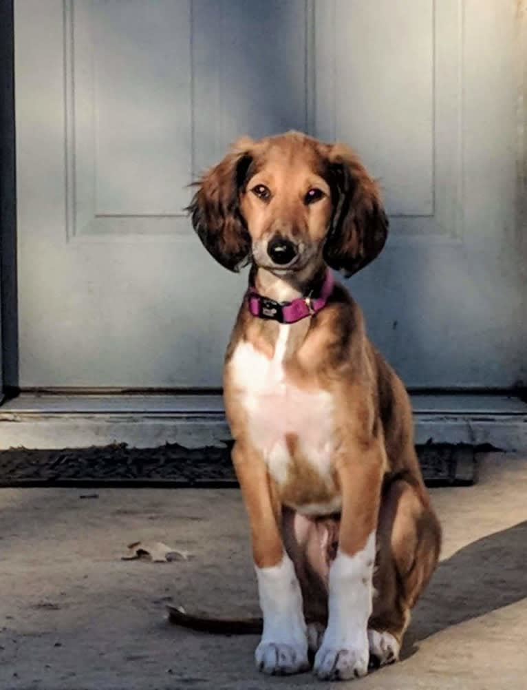 Chromie, a Saluki tested with EmbarkVet.com