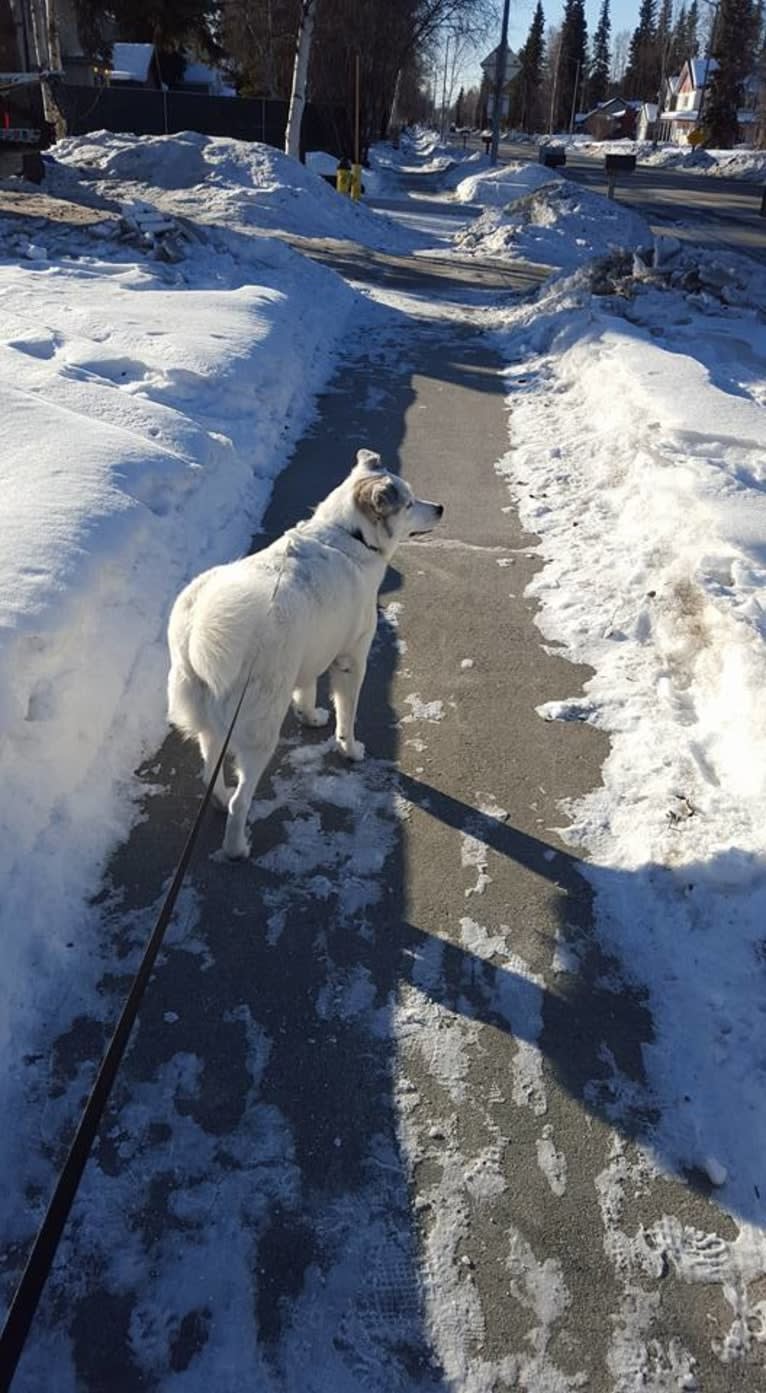 Buddy, an American Eskimo Dog and Norwegian Elkhound mix tested with EmbarkVet.com