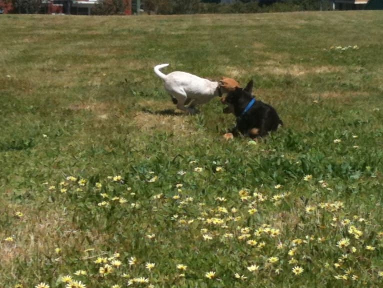 Freya, an Australian Cattle Dog and Koolie mix tested with EmbarkVet.com