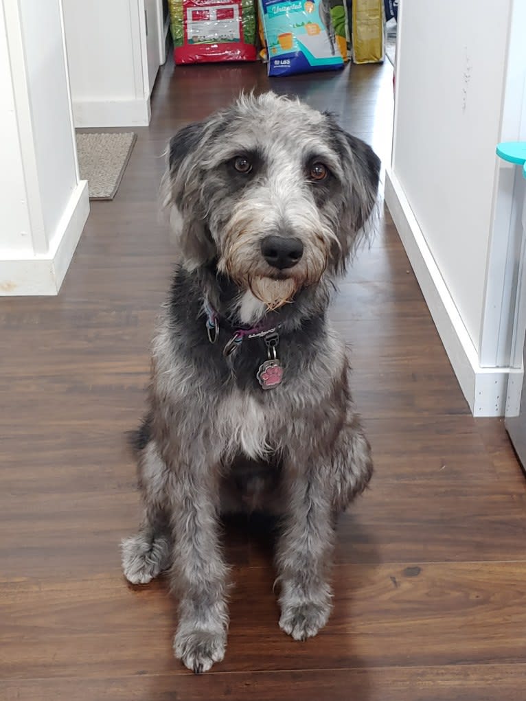 Maggie Mae, a Poodle (Standard) and Mountain Cur mix tested with EmbarkVet.com