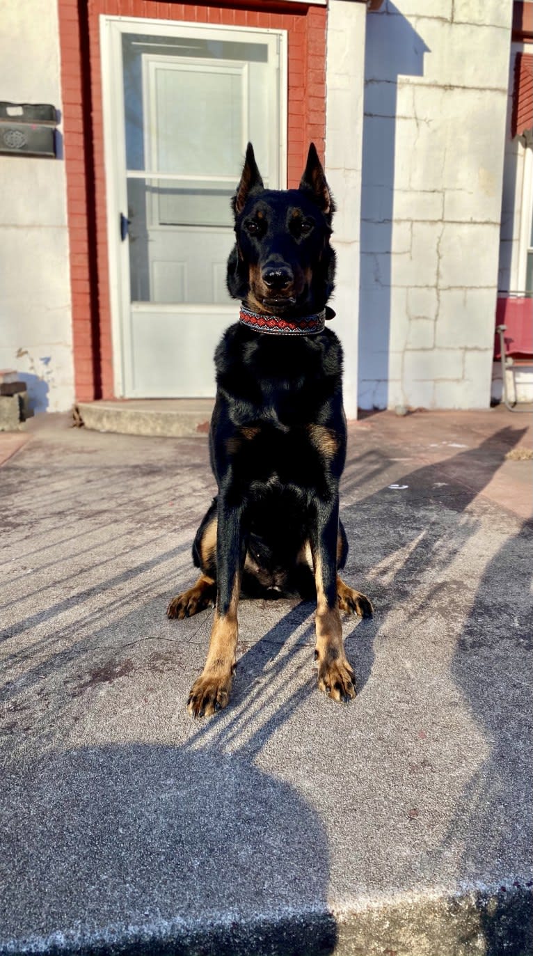 Oiseau Jamais Du Vaillant Feu, a Beauceron tested with EmbarkVet.com