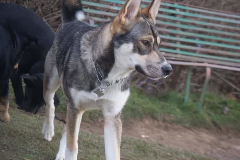 Koda, a German Shepherd Dog and Siberian Husky mix tested with EmbarkVet.com