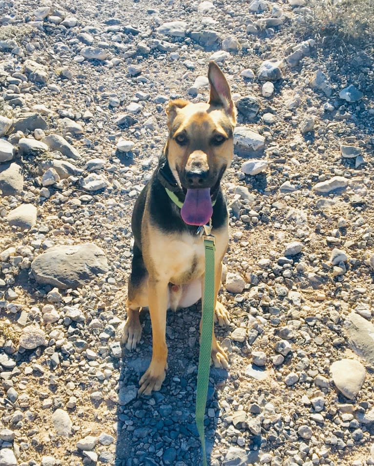 Bear, a German Shepherd Dog and American Pit Bull Terrier mix tested with EmbarkVet.com