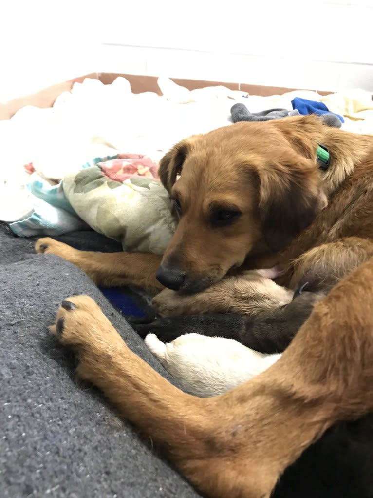 Zayita, a Chinese Shar-Pei and Chihuahua mix tested with EmbarkVet.com