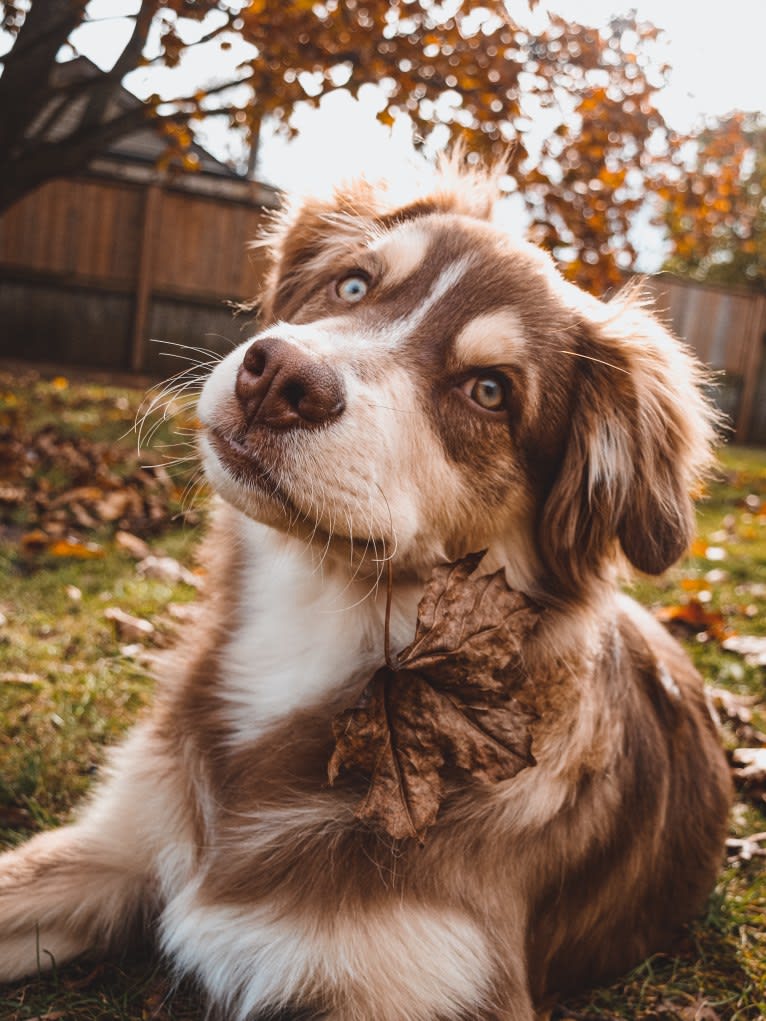Farley, an Australian Shepherd tested with EmbarkVet.com
