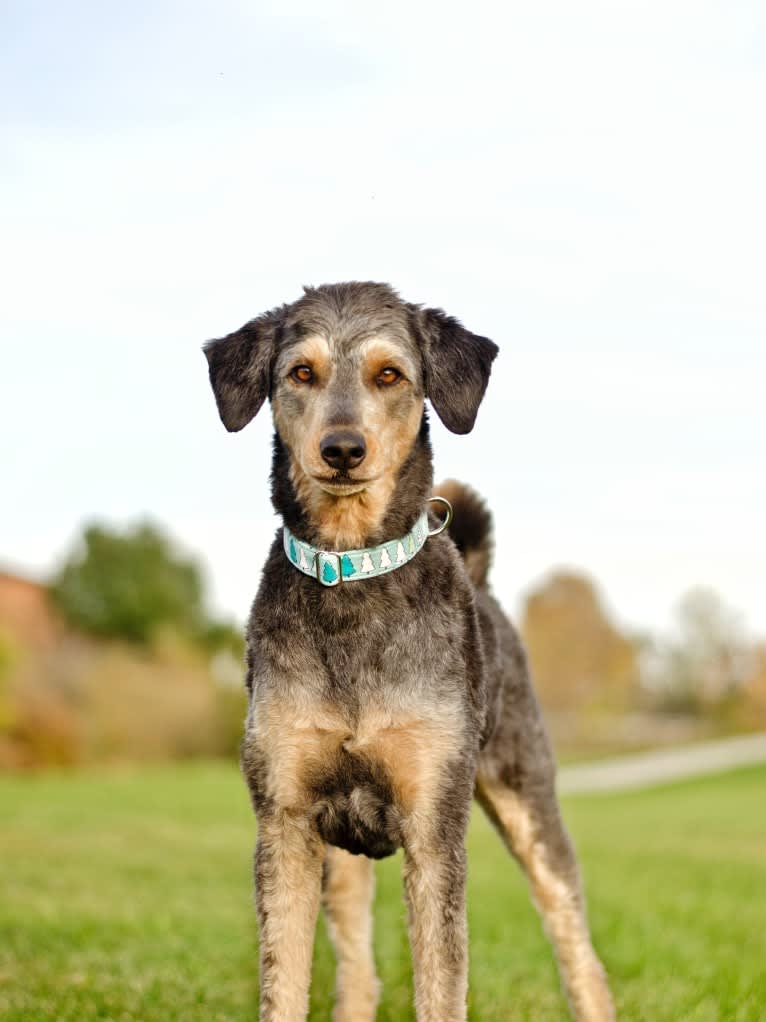 Hayley, an Aussiedoodle tested with EmbarkVet.com