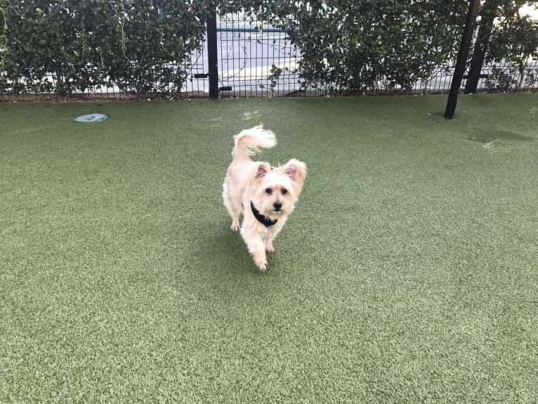 Buster, a Yorkshire Terrier and Coton de Tulear mix tested with EmbarkVet.com