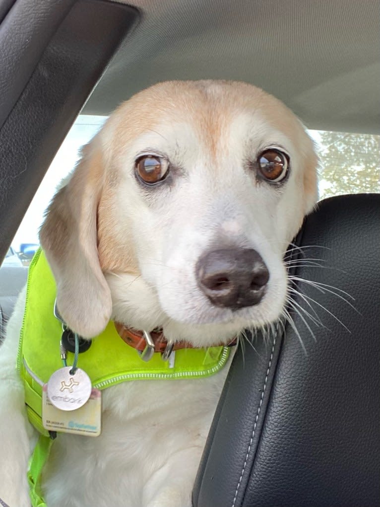 Zoey, a Beagle and Rat Terrier mix tested with EmbarkVet.com