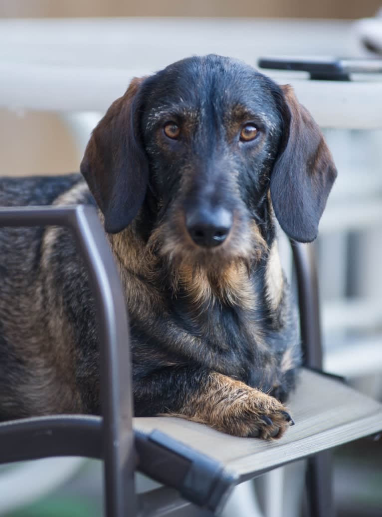 Arthur Fonzarelli, a Dachshund tested with EmbarkVet.com
