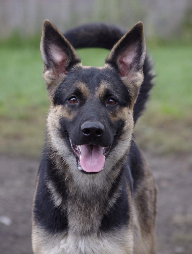 Shasta, a German Shepherd Dog tested with EmbarkVet.com