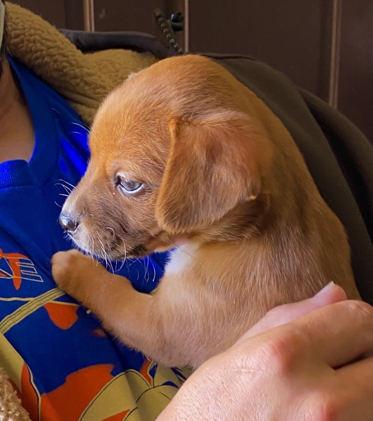 Scarlet, an Australian Cattle Dog and Chihuahua mix tested with EmbarkVet.com