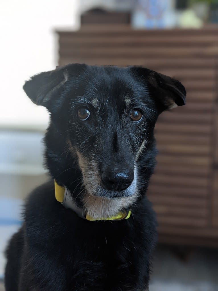 Betty, a Southeast Asian Village Dog tested with EmbarkVet.com