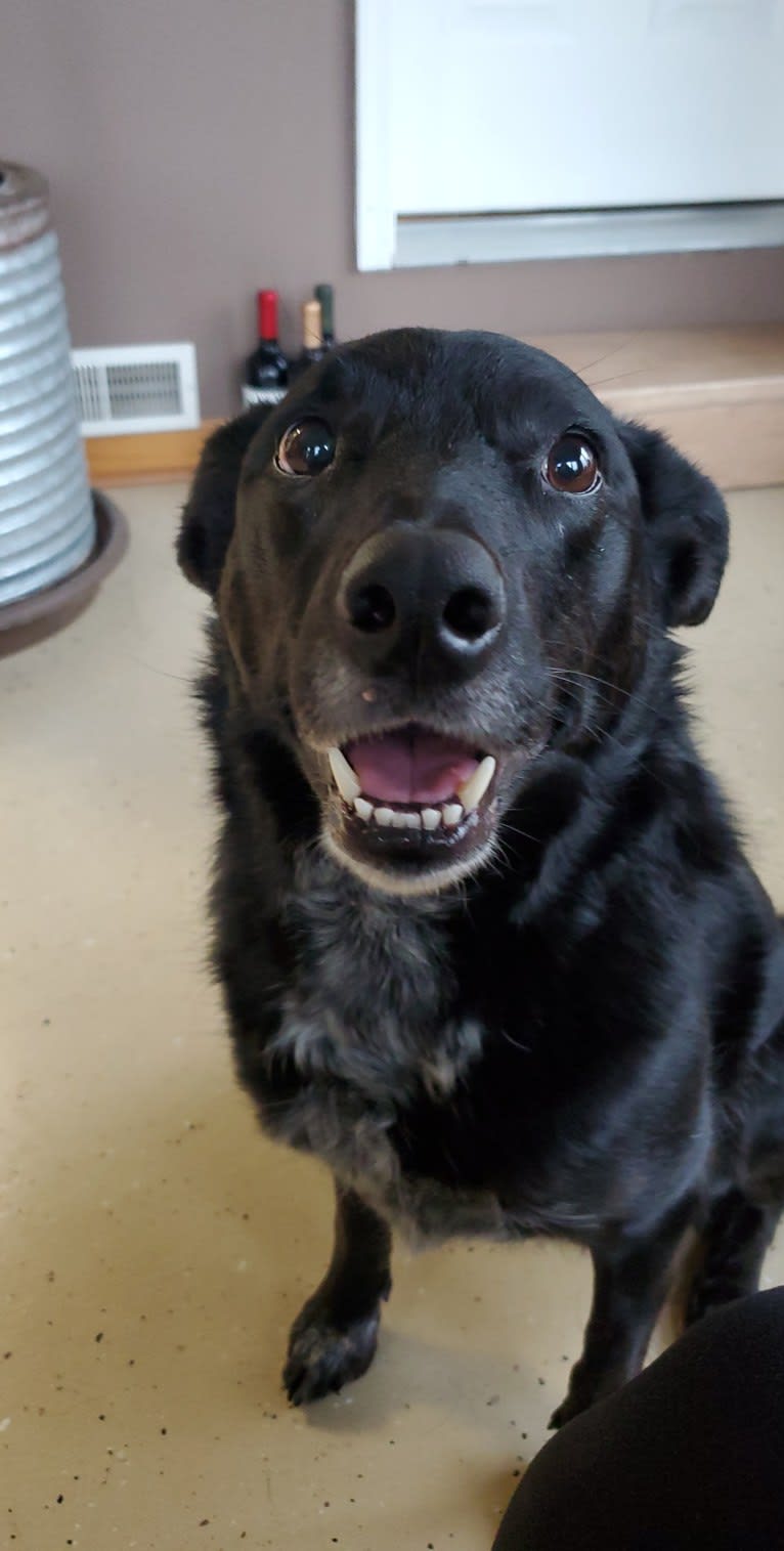 Ellie, a Border Collie and Australian Cattle Dog mix tested with EmbarkVet.com