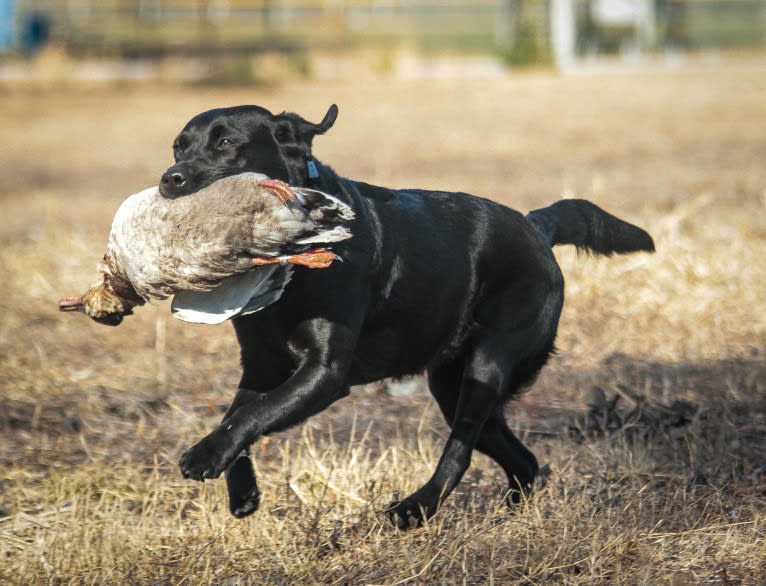 River, a Labrador Retriever tested with EmbarkVet.com