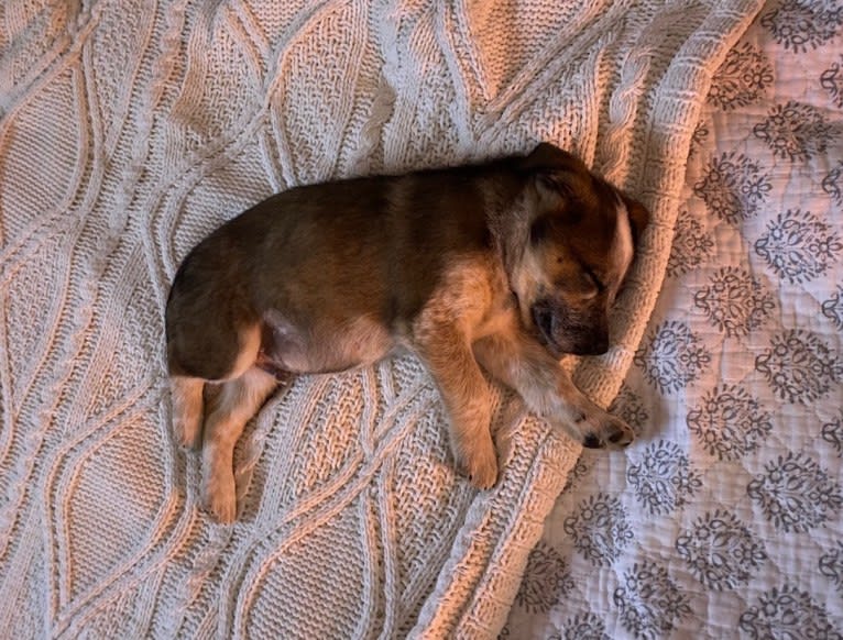 Nash, an Australian Shepherd and Labrador Retriever mix tested with EmbarkVet.com