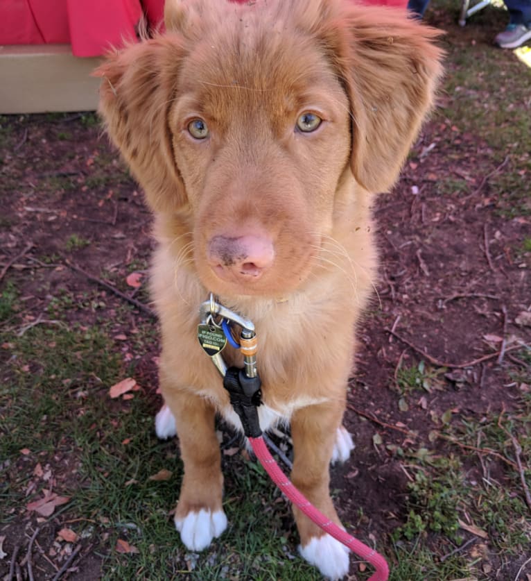 Ajax, a Nova Scotia Duck Tolling Retriever tested with EmbarkVet.com