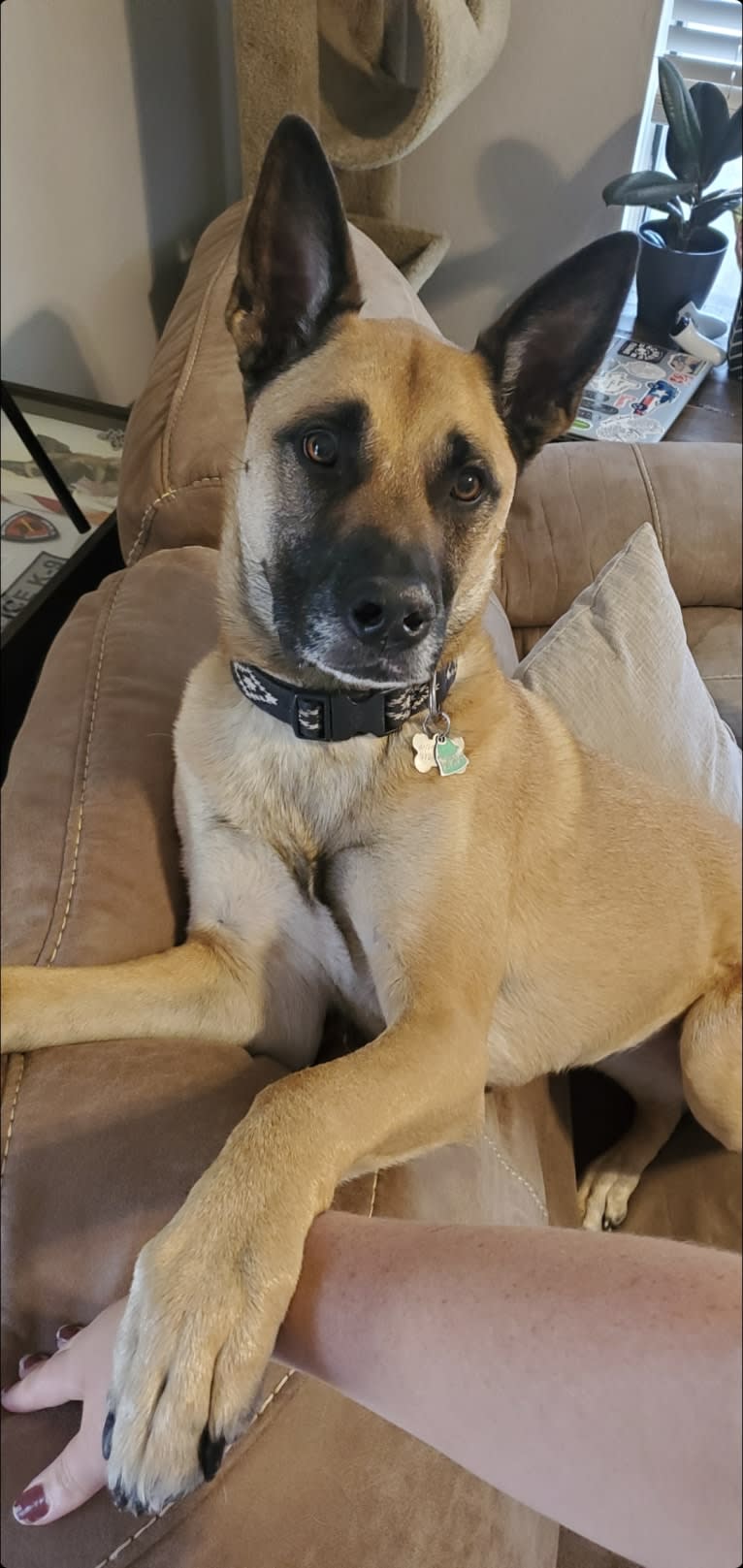 German shepherd bullmastiff mix sales