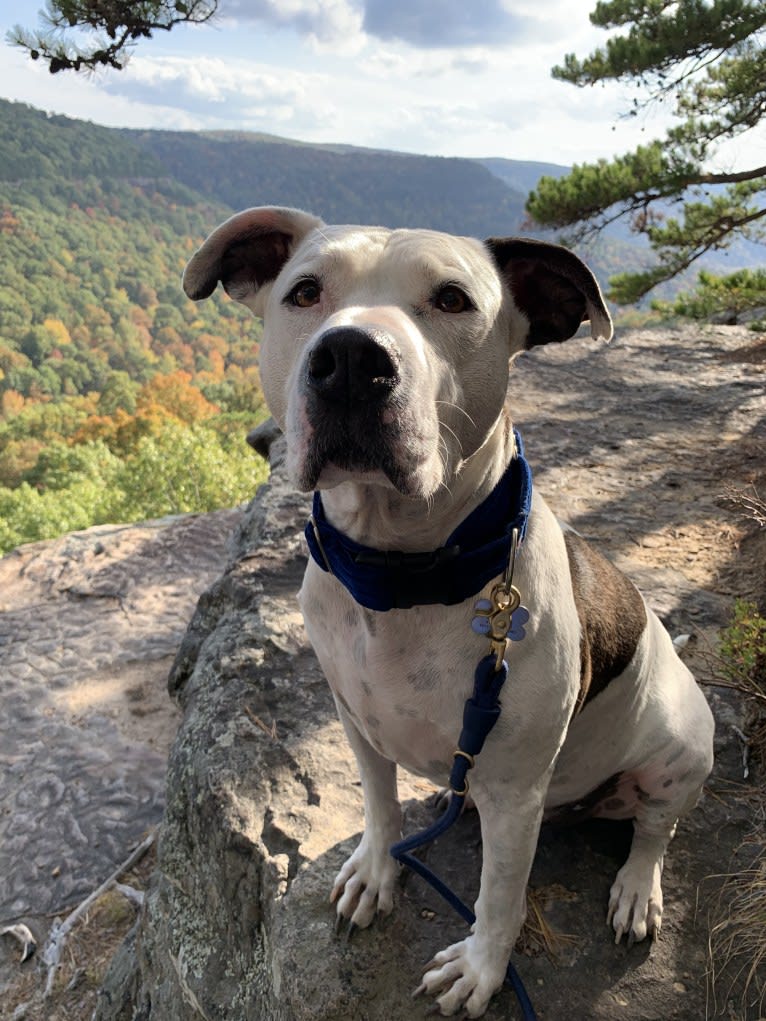 Auggie, an American Pit Bull Terrier and American Staffordshire Terrier mix tested with EmbarkVet.com