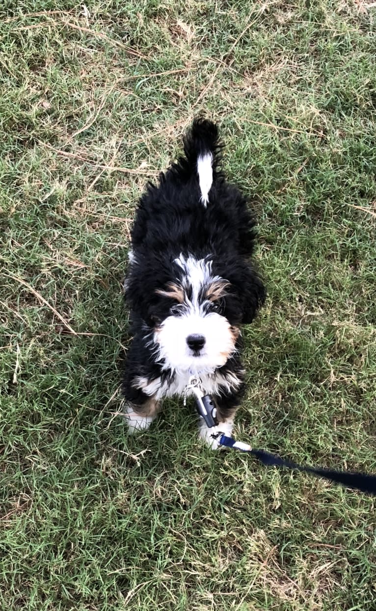 Drake, a Bernese Mountain Dog and Poodle (Small) mix tested with EmbarkVet.com