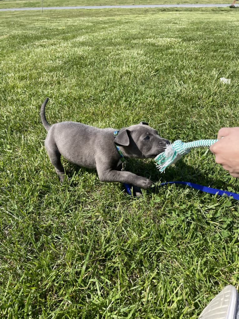 Oliver, an American Pit Bull Terrier tested with EmbarkVet.com