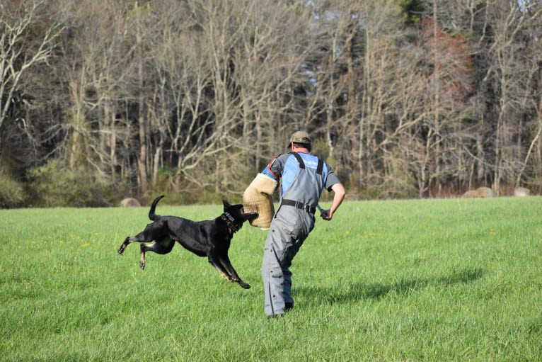 Pashka, a German Shepherd Dog tested with EmbarkVet.com