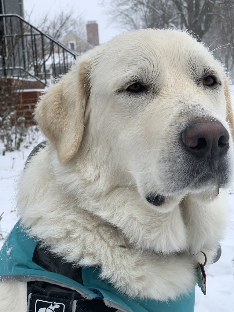 Chloe, a Great Pyrenees and Anatolian Shepherd Dog mix tested with EmbarkVet.com