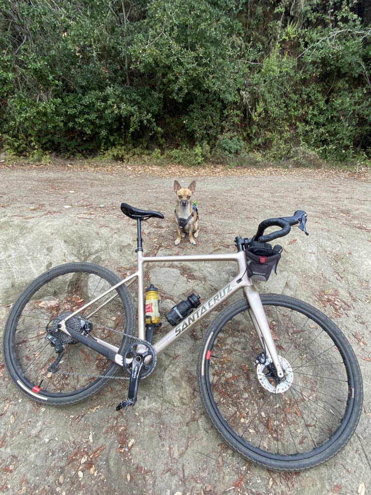 Yoshi, a Chihuahua and Pomeranian mix tested with EmbarkVet.com