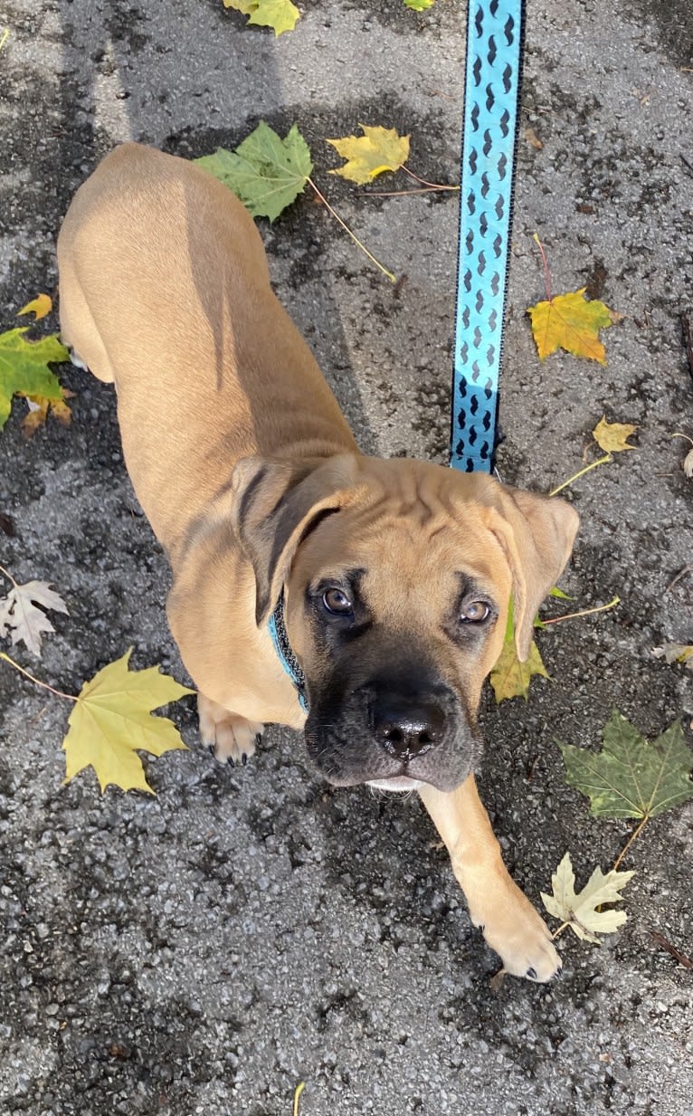 Leo, a Mastiff and Perro de Presa Canario mix tested with EmbarkVet.com