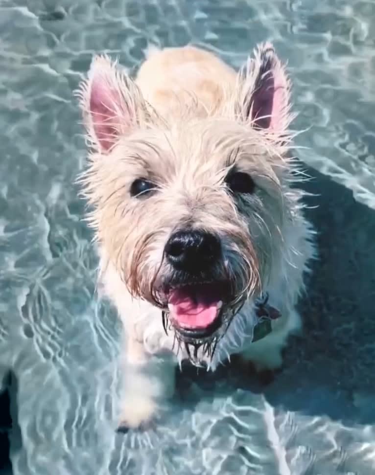 Leo, a Cairn Terrier tested with EmbarkVet.com