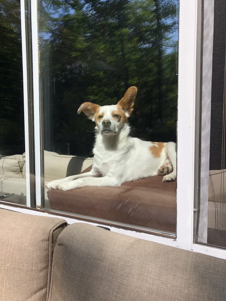 Jasper Chet, a Japanese or Korean Village Dog tested with EmbarkVet.com