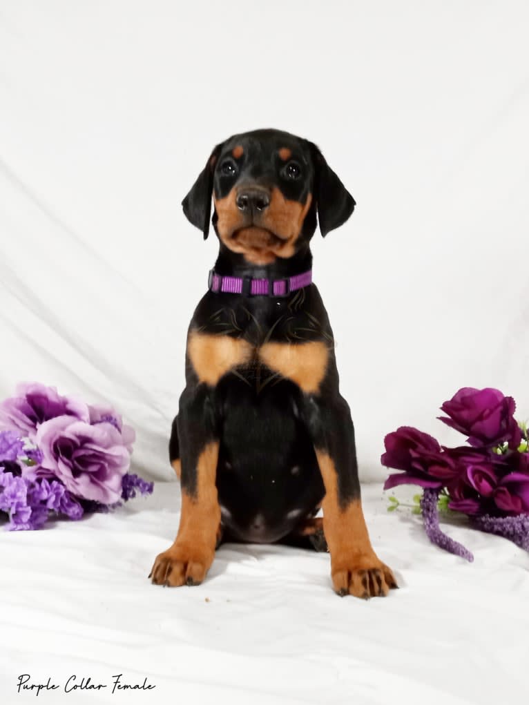 Amethyst, a Doberman Pinscher tested with EmbarkVet.com