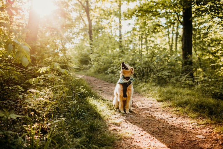 Tate, a Southeast Asian Village Dog tested with EmbarkVet.com