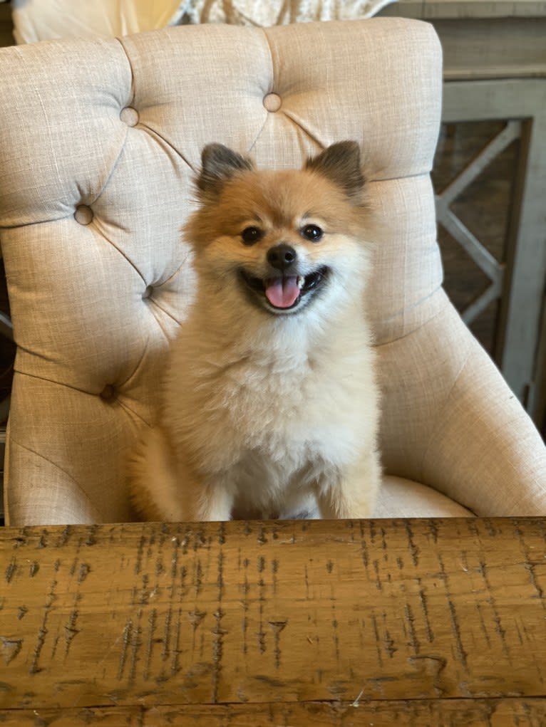 Louis, a Pomeranian tested with EmbarkVet.com
