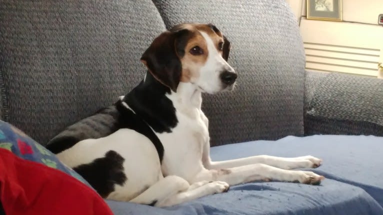 Zoe Lynne, an American Foxhound tested with EmbarkVet.com