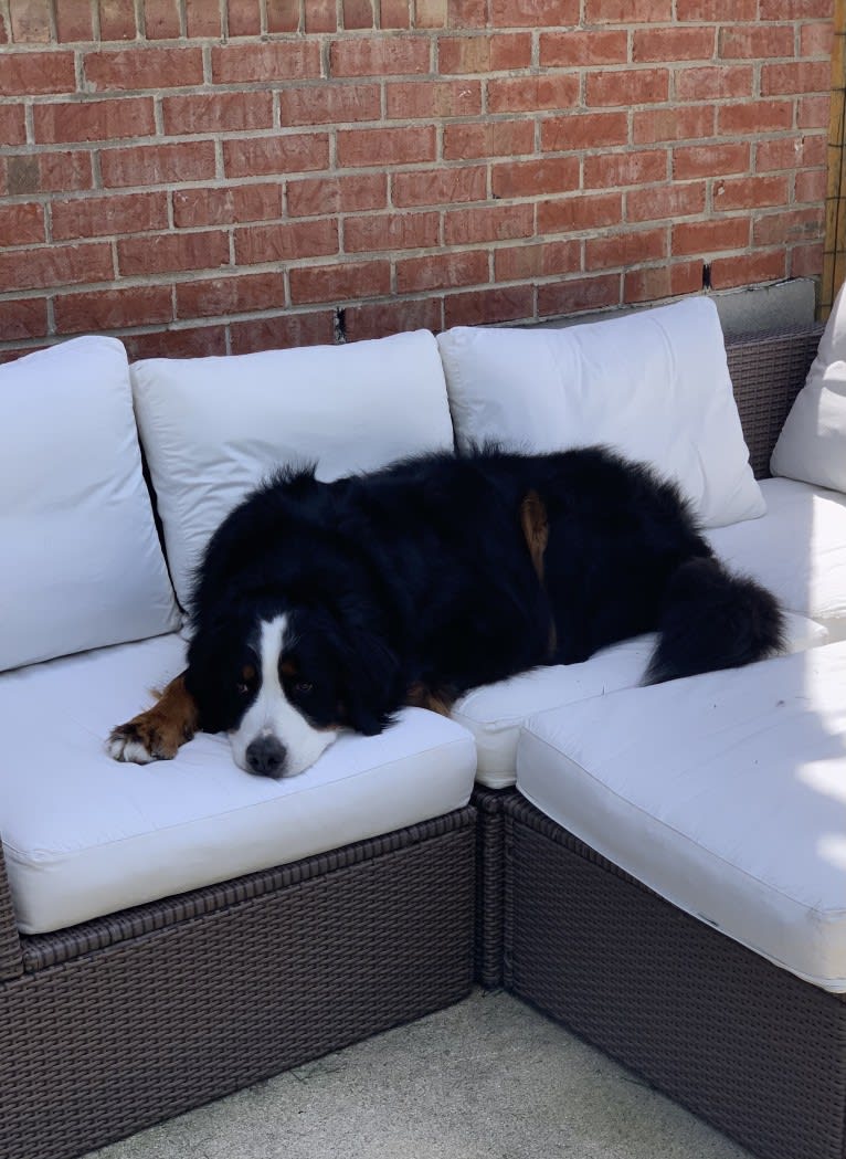 Orbit, a Bernese Mountain Dog tested with EmbarkVet.com