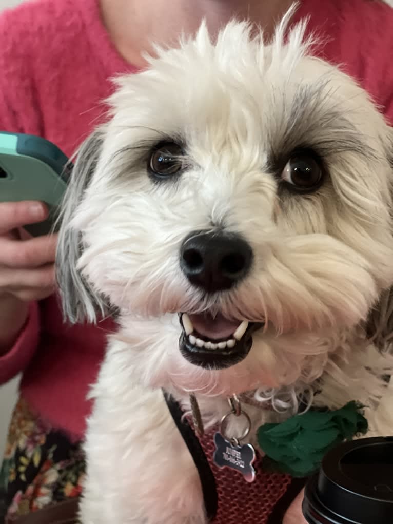 Juniper, a Poodle (Small) and Miniature Schnauzer mix tested with EmbarkVet.com