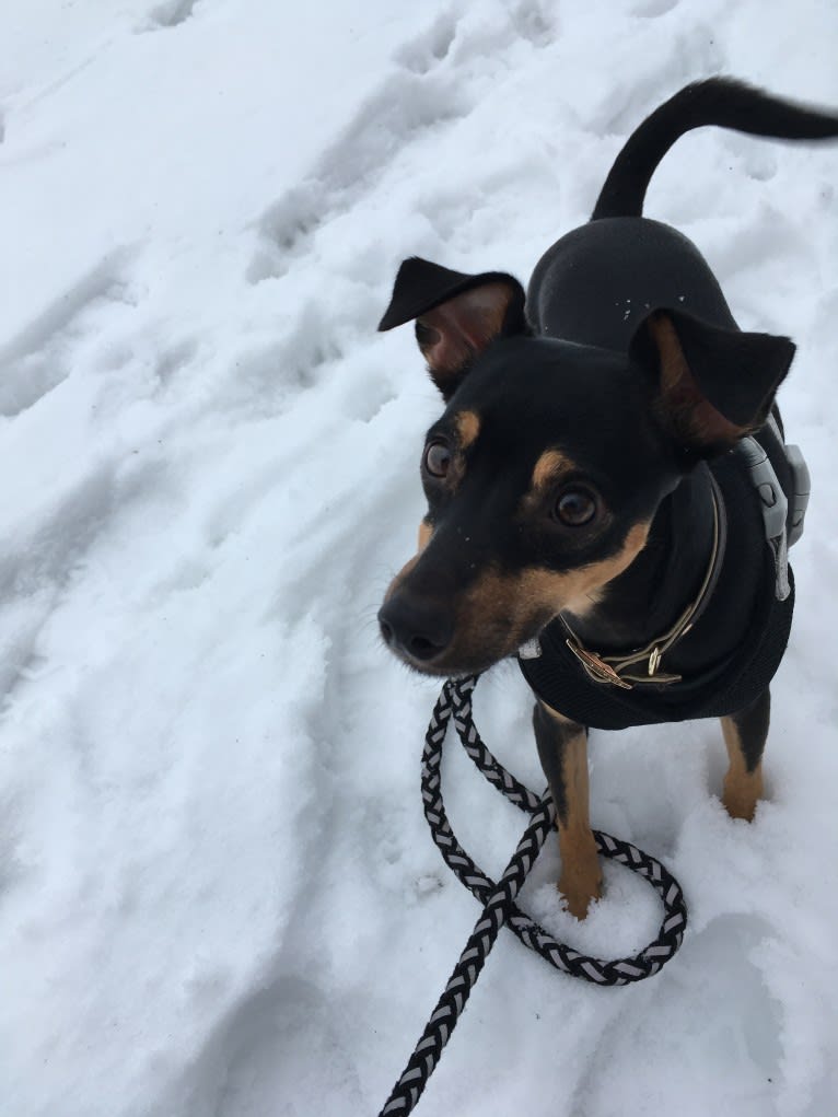 Marta, a Miniature Pinscher and American Pit Bull Terrier mix tested with EmbarkVet.com