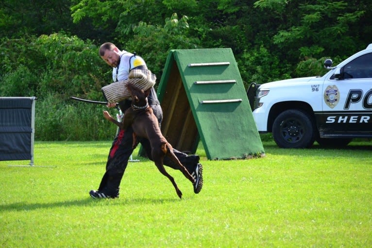 Enzo, a Doberman Pinscher tested with EmbarkVet.com