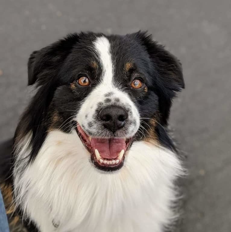 Zoom, an Australian Shepherd tested with EmbarkVet.com