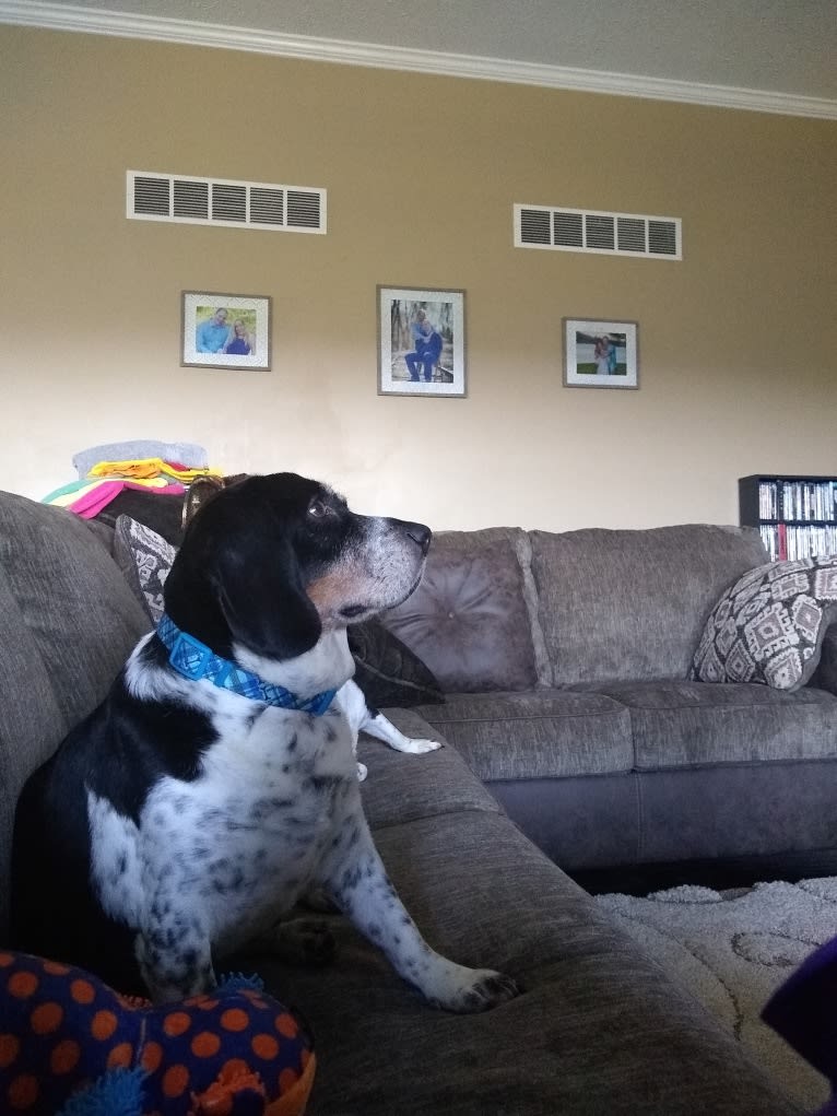 Donnie, a Beagle tested with EmbarkVet.com