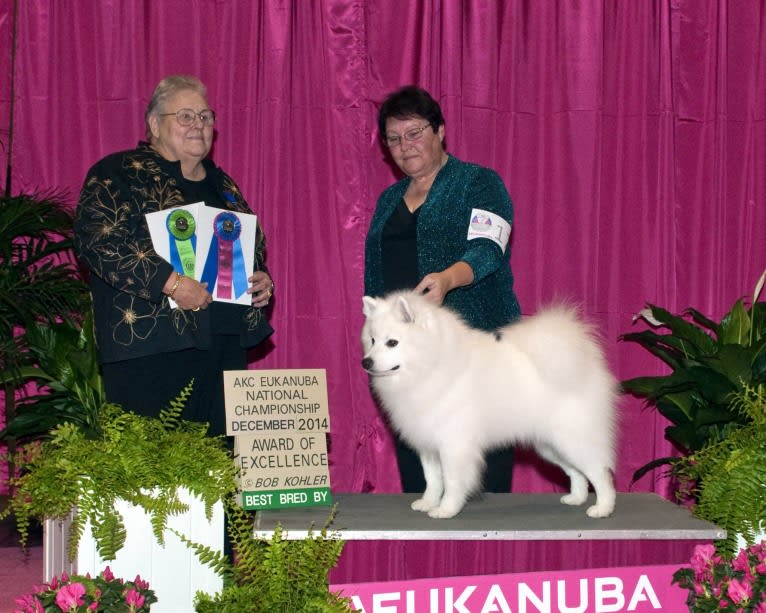 Seven, an American Eskimo Dog tested with EmbarkVet.com