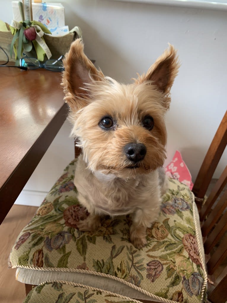 Cookie, a Yorkshire Terrier and Silky Terrier mix tested with EmbarkVet.com