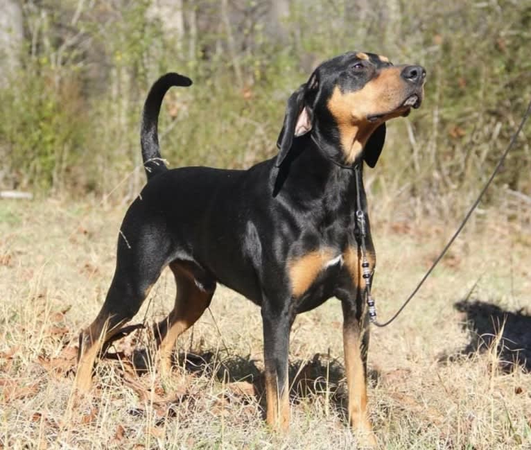 Wyatt, an American Leopard Hound tested with EmbarkVet.com