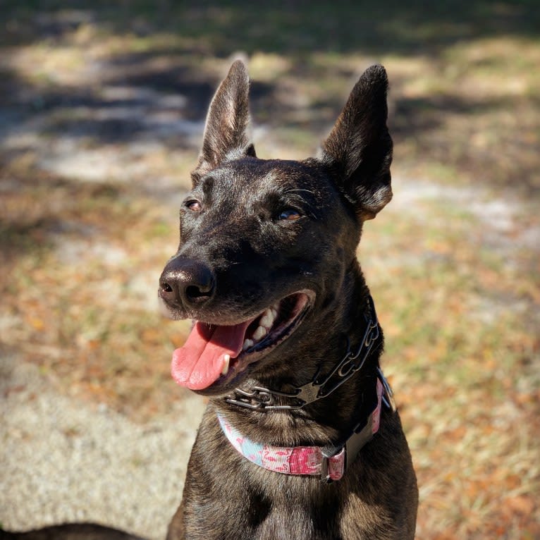 Lana, a Dutch Shepherd tested with EmbarkVet.com