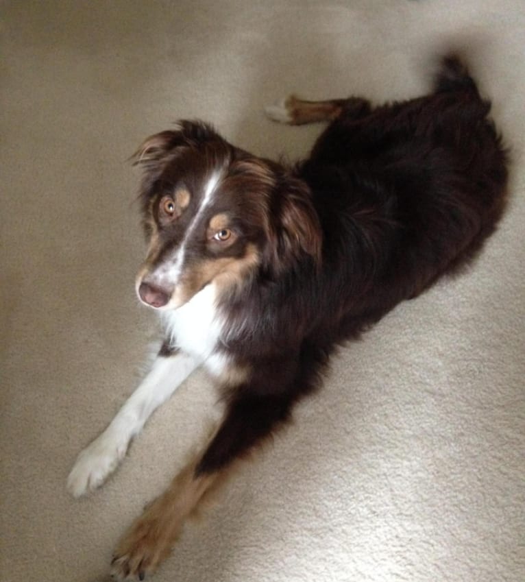Bodie, an Australian Shepherd and Border Collie mix tested with EmbarkVet.com