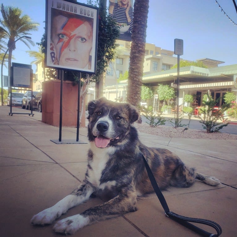 Ziggy, an American Pit Bull Terrier and Great Pyrenees mix tested with EmbarkVet.com