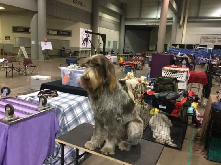 Bear, a Spinone Italiano tested with EmbarkVet.com