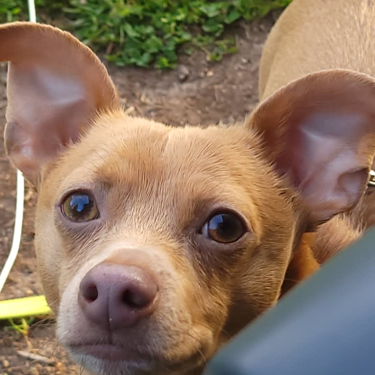 Noodle, a Chihuahua and Miniature Pinscher mix tested with EmbarkVet.com